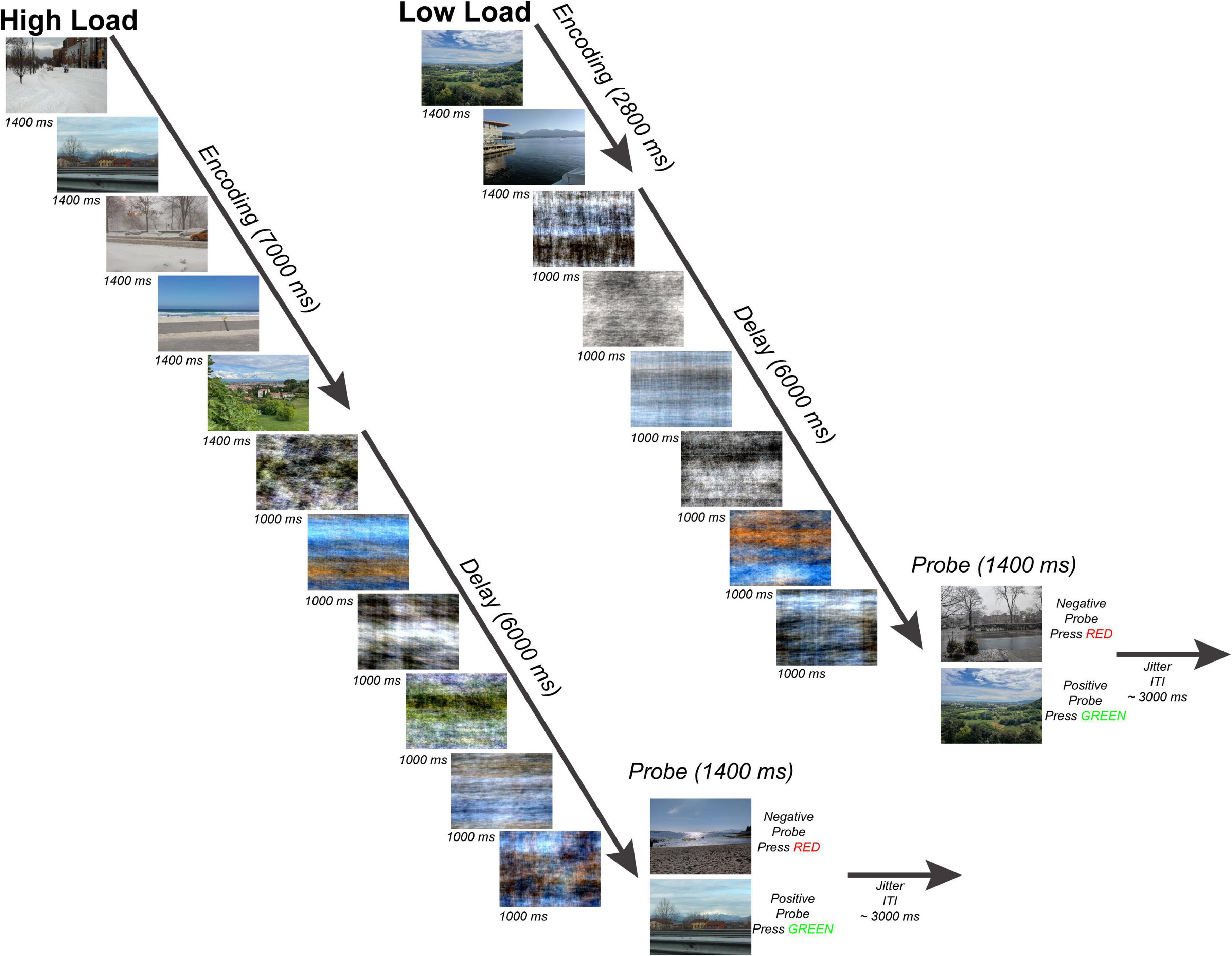 A simultaneous EEG-fMRI study of thalamic load-dependent working memory delay period activity